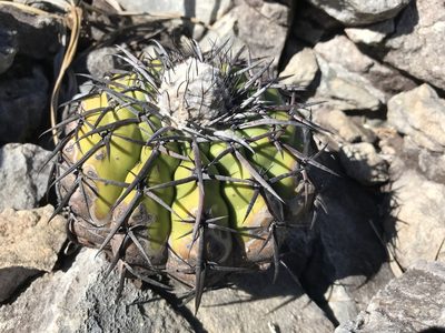 Discocactus placentiformis, photographed by william_hoyer