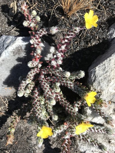 Portulaca hirsutissima, photographed by william_hoyer
