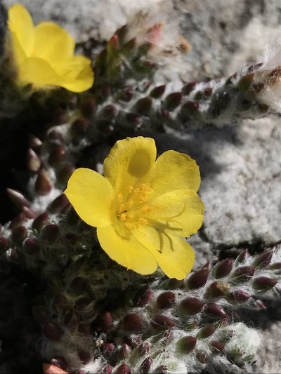Portulaca hirsutissima, photographed by william_hoyer