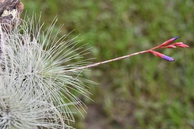 Tillandsia fuchsii, photographed by Neptalí Ramírez Marcial