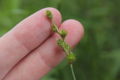 Carex normalis, photographed by Quinten Wiegersma