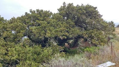 Quercus tomentella, photographed by Casey H. Richart