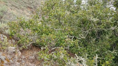 Quercus tomentella, photographed by Casey H. Richart