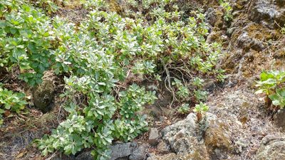 Munzothamnus blairii, photographed by Casey H. Richart