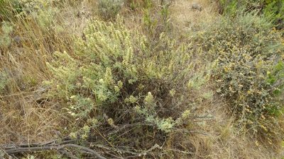 Castilleja grisea, photographed by Casey H. Richart