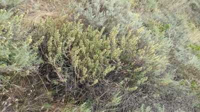 Castilleja grisea, photographed by Casey H. Richart