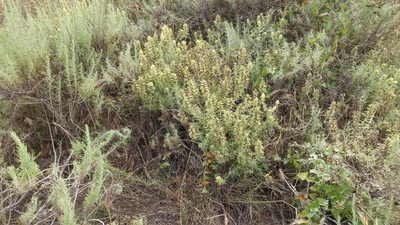 Castilleja grisea, photographed by Casey H. Richart
