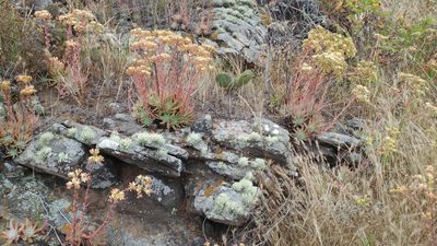 Dudleya virens, photographed by Casey H. Richart