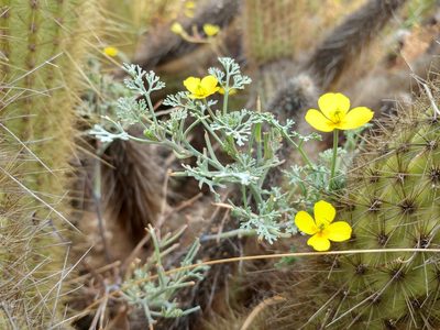 Eschscholzia ramosa, photographed by Casey H. Richart