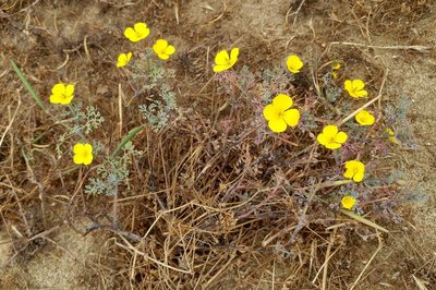 Eschscholzia ramosa, photographed by Casey H. Richart