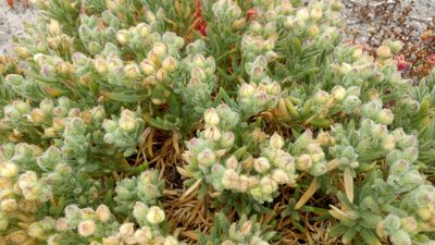 Spergularia macrotheca, photographed by Casey H. Richart