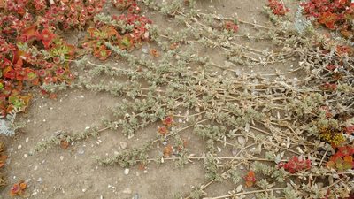 Atriplex watsonii, photographed by Casey H. Richart