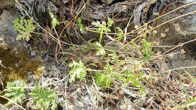 Sanicula arguta, photographed by Casey H. Richart