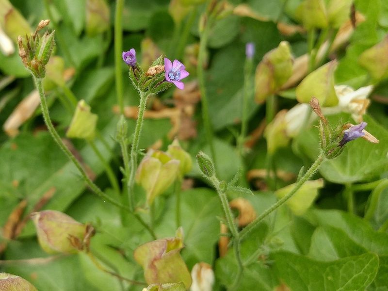 Gilia nevinii, photographed by Casey H. Richart