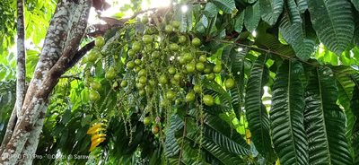 Pometia pinnata, photographed by Ong Jyh Seng