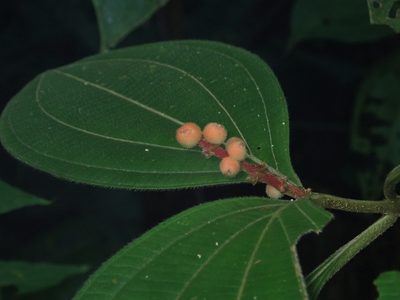 Miconia nervosa, photographed by Dr. Guido Bohne