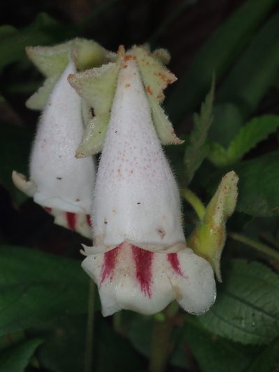 Gasteranthus delphinioides, photographed by Dr. Guido Bohne
