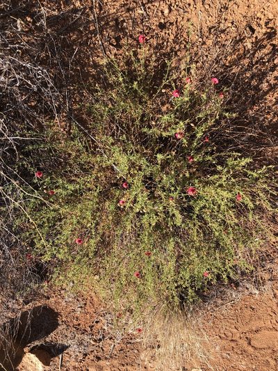 Hermannia elliottiana, photographed by Dave U