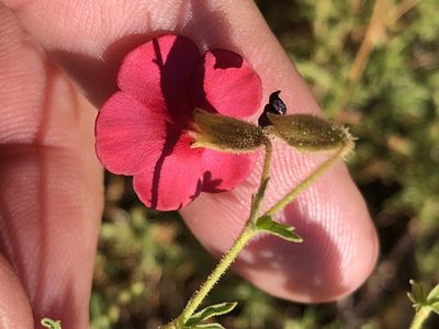 Hermannia elliottiana, photographed by Dave U