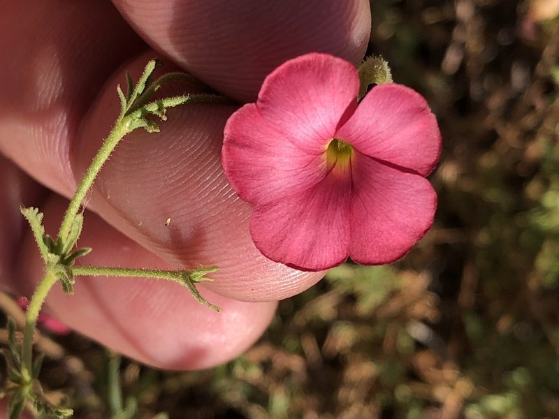Hermannia elliottiana, photographed by Dave U