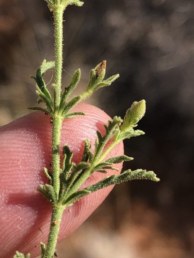 Hermannia elliottiana, photographed by Dave U