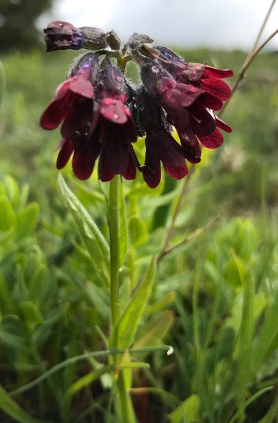 Lindelofia tschimganica, photographed by Dag Endresen