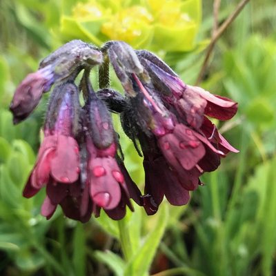 Lindelofia tschimganica, photographed by Dag Endresen