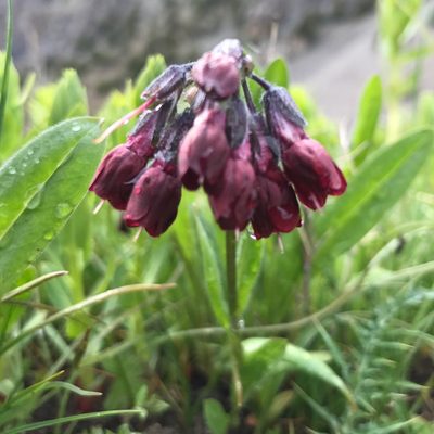 Lindelofia tschimganica, photographed by Dag Endresen