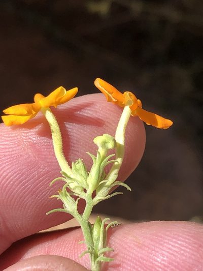 Jamesbrittenia chenopodioides, photographed by Dave U