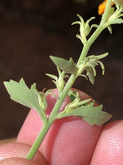 Jamesbrittenia chenopodioides, photographed by Dave U