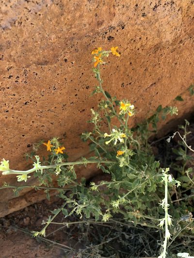 Jamesbrittenia chenopodioides, photographed by Dave U