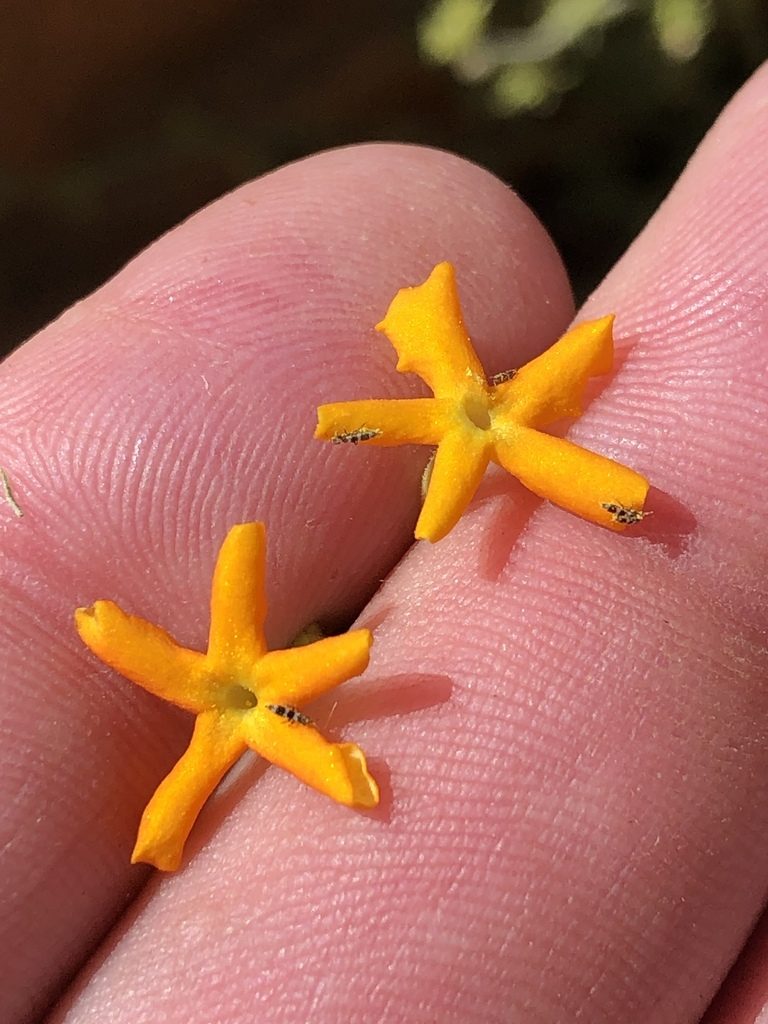 Jamesbrittenia chenopodioides, photographed by Dave U
