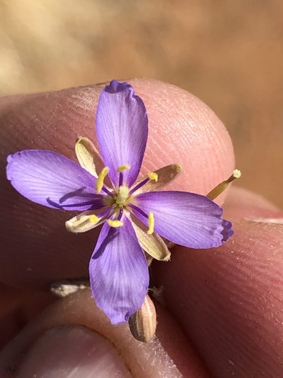Heliophila minima, photographed by Dave U