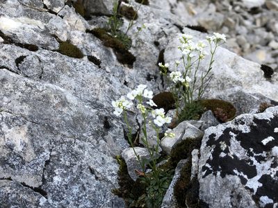 Kernera saxatilis, photographed by Jason Grant
