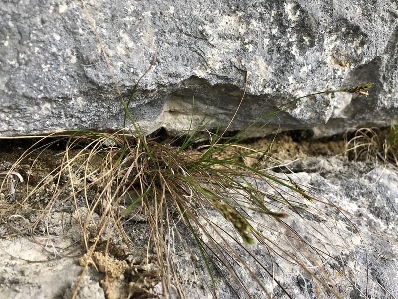 Carex brachystachys, photographed by Jason Grant