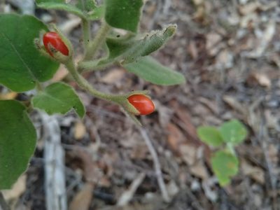 Solanum gympiense, photographed by Tony van Kampen
