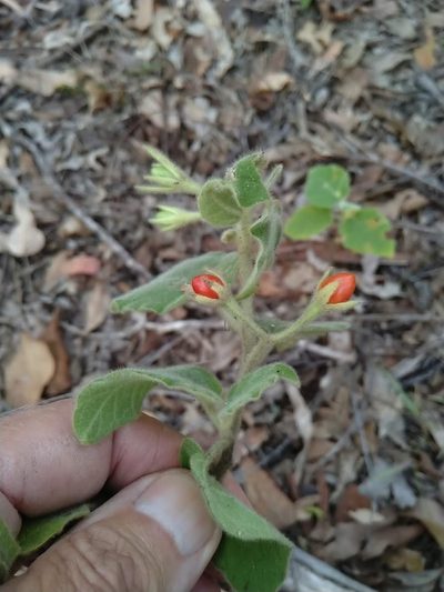 Solanum gympiense, photographed by Tony van Kampen