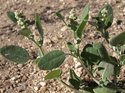 Chenopodium atrovirens, photographed by Jim Morefield