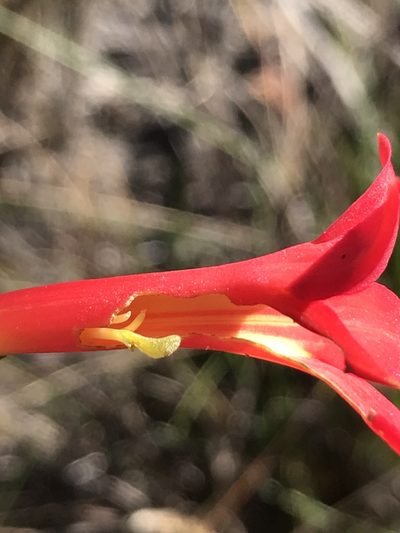 Calolisianthus pedunculatus, photographed by william_hoyer