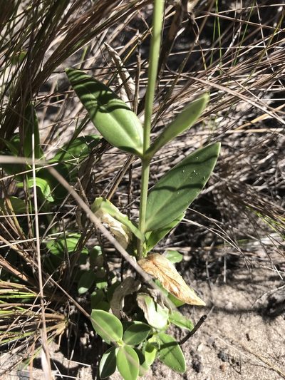 Calolisianthus pedunculatus, photographed by william_hoyer