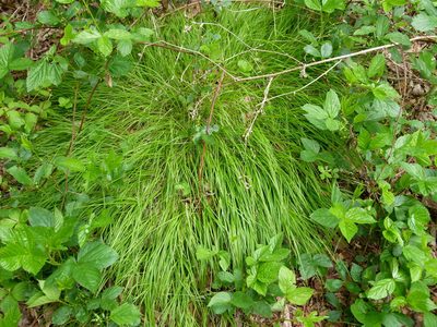 Carex novae-angliae, photographed by botanygirl