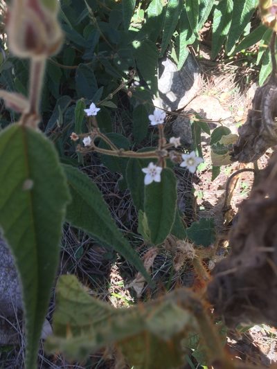 Commersonia rugosa, photographed by Guy Taseski