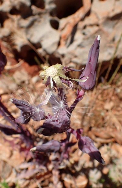 Lactuca tuberosa, photographed by Katerina Kalogerini