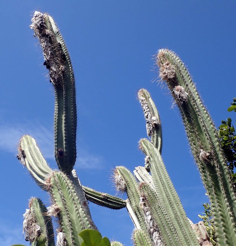 Pilosocereus millspaughii, photographed by Natalie Waddell-Rutter