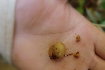 Coffea richardii, photographed by Romer N. Rabarijaona