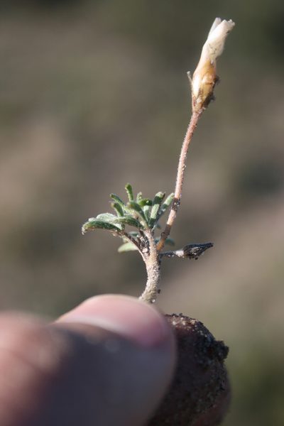 Oxalis argyrophylla, photographed by Jacques van der Merwe