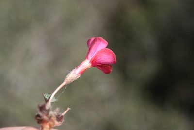 Oxalis eckloniana, photographed by Jacques van der Merwe