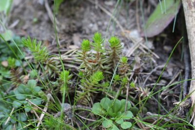 Petrosedum montanum, photographed by Fabien Piednoir