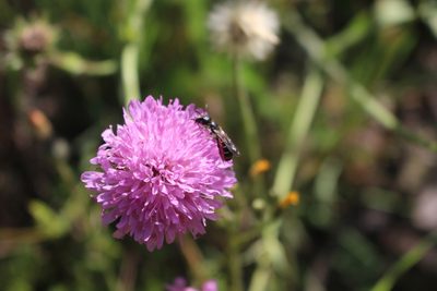 Knautia collina, photographed by Fabien Piednoir