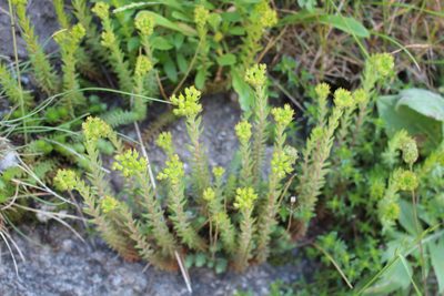 Petrosedum montanum, photographed by Fabien Piednoir